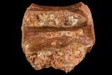 Fossil Theropod Caudal (Tail) Vertebra - Morocco #110170-1